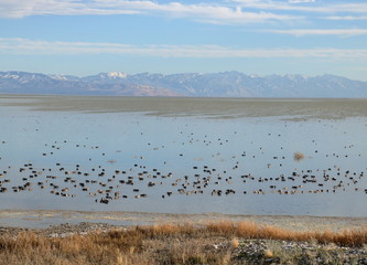Sea birds on Great Salt Lake surrounded by snowcapped mountains, Utah
