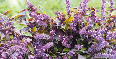 Flowers of a useful herb seasoning purple basil on a background of green grass. Season of harvesting herbs for the winter.