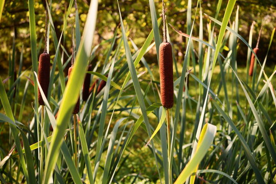 Acorus calamus L., tatarak, łąka