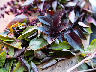 The season for harvesting useful herbs for future use. On a kitchen board, chopped, prepared for storage in the freezer, basil leaves.