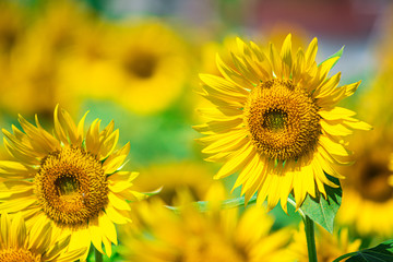 満開のヒマワリ