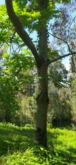 rural trees