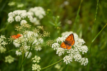 motyl ,motyl na łące