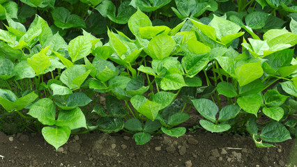 green leaves background