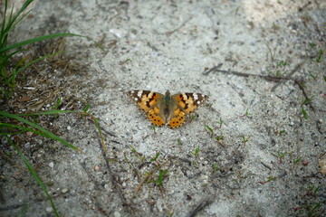 Fototapeta na wymiar motyl , motyl na ziemi 