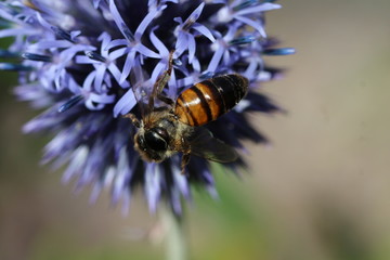 Wildbiene an Zierdistelblüte.