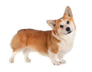 Pembroke Welsh Corgi