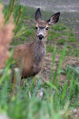 Mule deer 