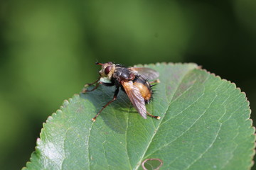  Igelfliege - Tachina fera