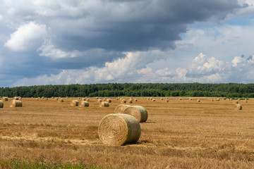 beautiful rural landscape. sheaves on the field. field work
