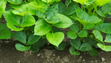 plants in the garden