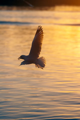 Seagull flying low over the water and hunt for fish