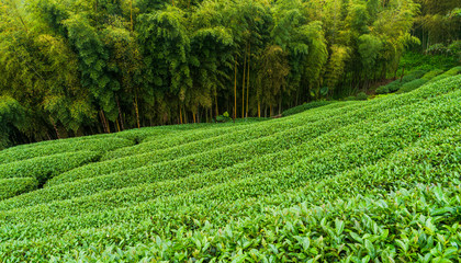 Beautiful tea plantation landscape on the mountaintop of Nantou, Taiwan.