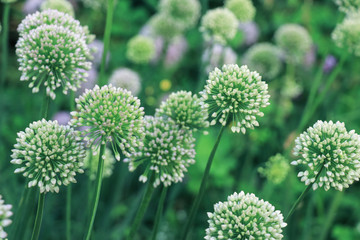 A bush of decorative garlic with arrows close-up. Natural refreshing green color background.