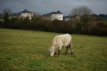 krowa, pasąca się krowa, Irlandia