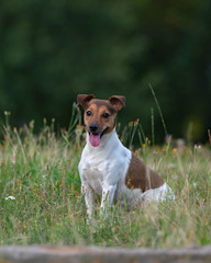 Jack russell terrier in orange in the park in the evening. Close-up photographed.