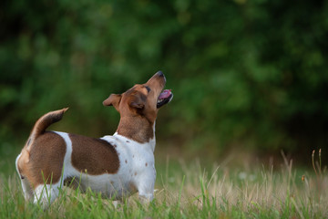 Jack russell terrier in orange in the park in the evening. Close-up photographed.