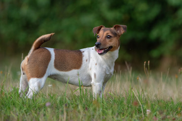 Jack russell terrier in orange in the park in the evening. Close-up photographed.