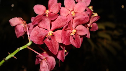 Pink orchid flower 