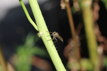 Raubfliege - Alabasterfliege - Pamponerus germanicus