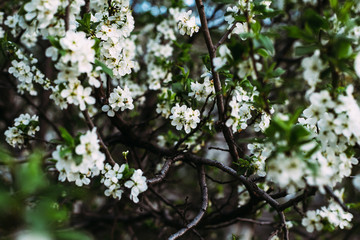 Closeup on apricot blossom selective focus 