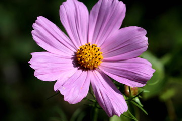 Garten - Sommerblume