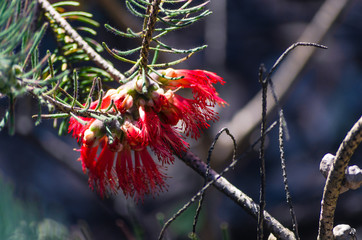 A brilliant Grevillea in the sun