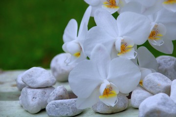 Naklejka na ściany i meble orchidee steine 