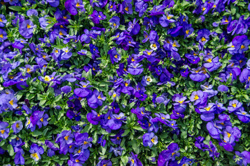 Obraz premium A field of Purple Pansies 2