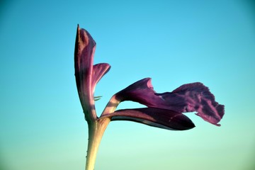 Beautiful picture of pink flower isolated on blue background