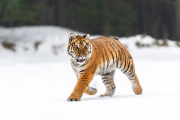 Siberian Tiger running in snow. Beautiful, dynamic and powerful photo of this majestic animal. Set in environment typical for this amazing animal. Birches and meadows