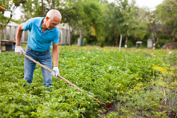 Mature man weeds with a hoe the garden bed. High quality photo - obrazy, fototapety, plakaty