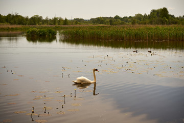 łabędź  © Marcin Łazarczyk