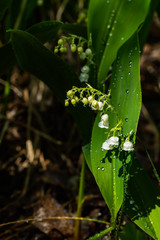 Lily of the valley flower with raindrops in spring forest