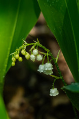 Lily of the valley flower with raindrops in spring forest