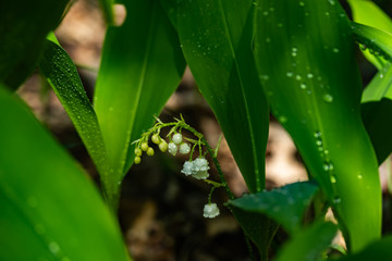 Lily of the valley flower with raindrops in spring forest