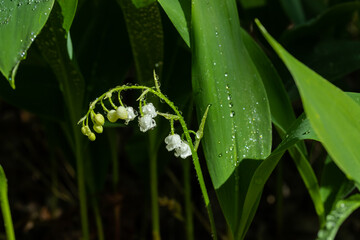 Lily of the valley flower with raindrops in spring forest