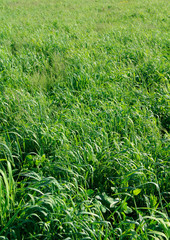 Natural background of green grass on a sunny day, Fresh succulent photography of nature for eco style background and wallpaper. Stock photo with empty space for text and design
