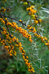 Ripe sea buckthorn on the branches with thin green leaves. Small orange berries used in food and as a cosmetic ingredient for face creams