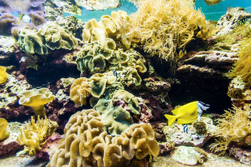 Fototapeta na wymiar Tropical fish and corals in the aquarium