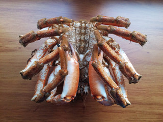 Maja squinado macho de Galicia aislado sobre fondo de madera.  Crustáceo decápodo conocido en España como centollo, destaca por la textura y el sabor de su carne, así como por su valor nutricional.