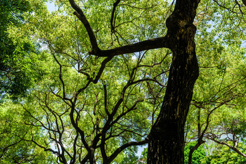 Lush green trees in the park