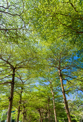 Lush green trees in the park