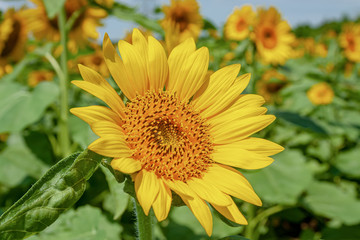 お日様に向く向日葵
