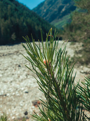 pine tree in the mountains