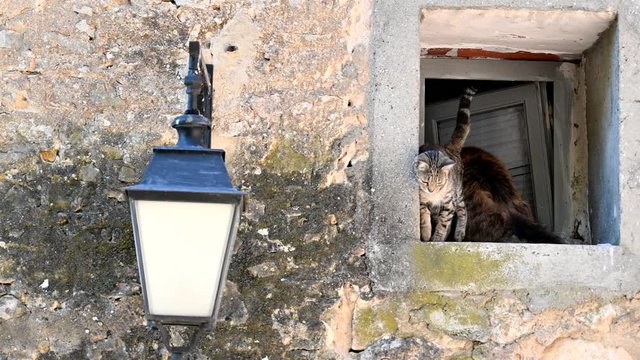 Chats de rue