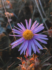 purple and yellow flower