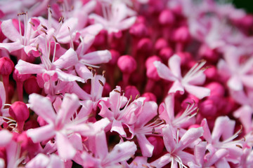 Tiny Pink flowers with buds blossom in the garden