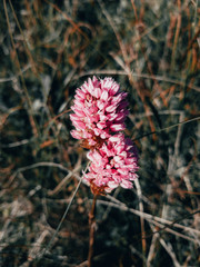 red flower in the forest