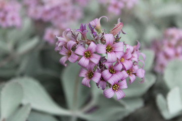 Fototapeta na wymiar Beautiful purplish flowers succulent in the garden